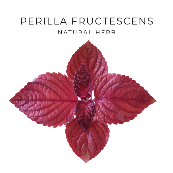 Perilla Fructescens